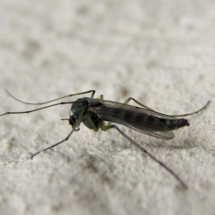 Chironomid fly