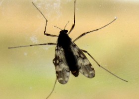Psectrotanypus varius chironomid midge