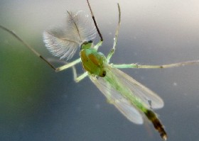 chironomid midge