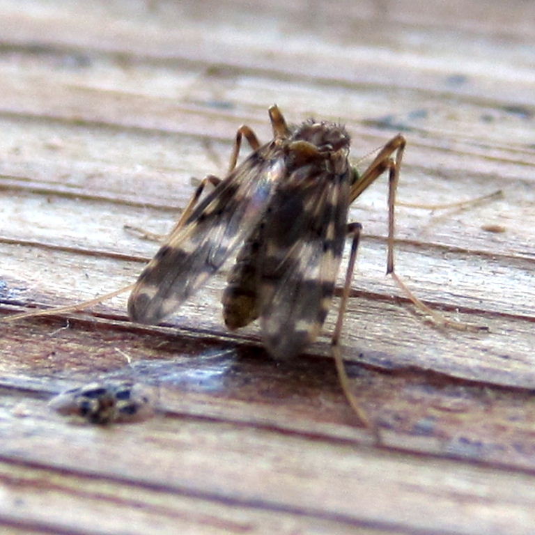 Psectrotanypus varius Chironomid fly
