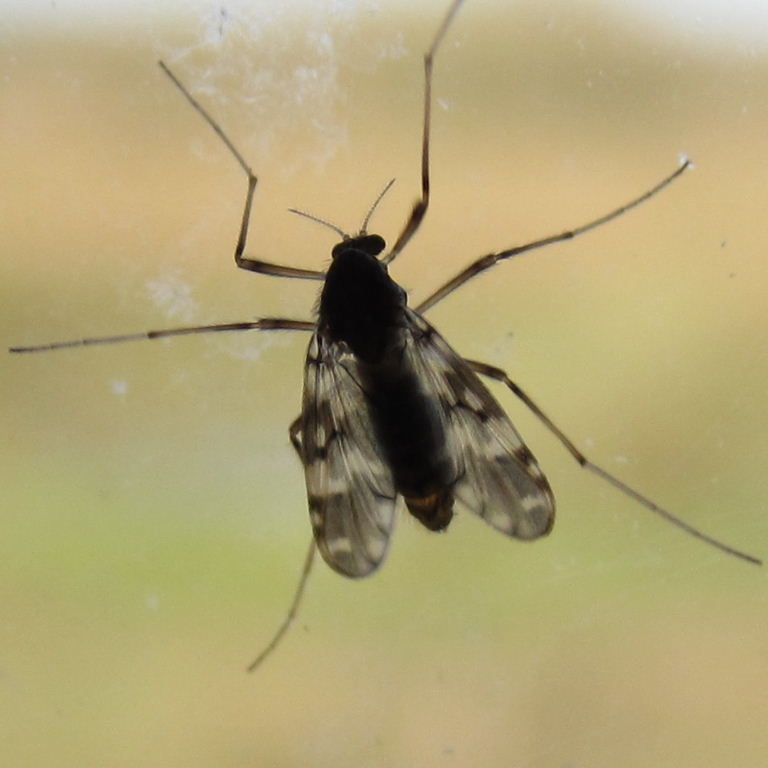 Psectrotanypus varius Chironomid fly