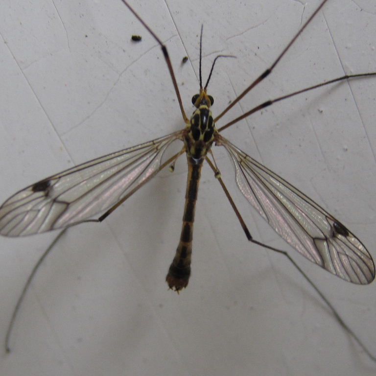Fourspot Tiger Cranefly quadrifaria