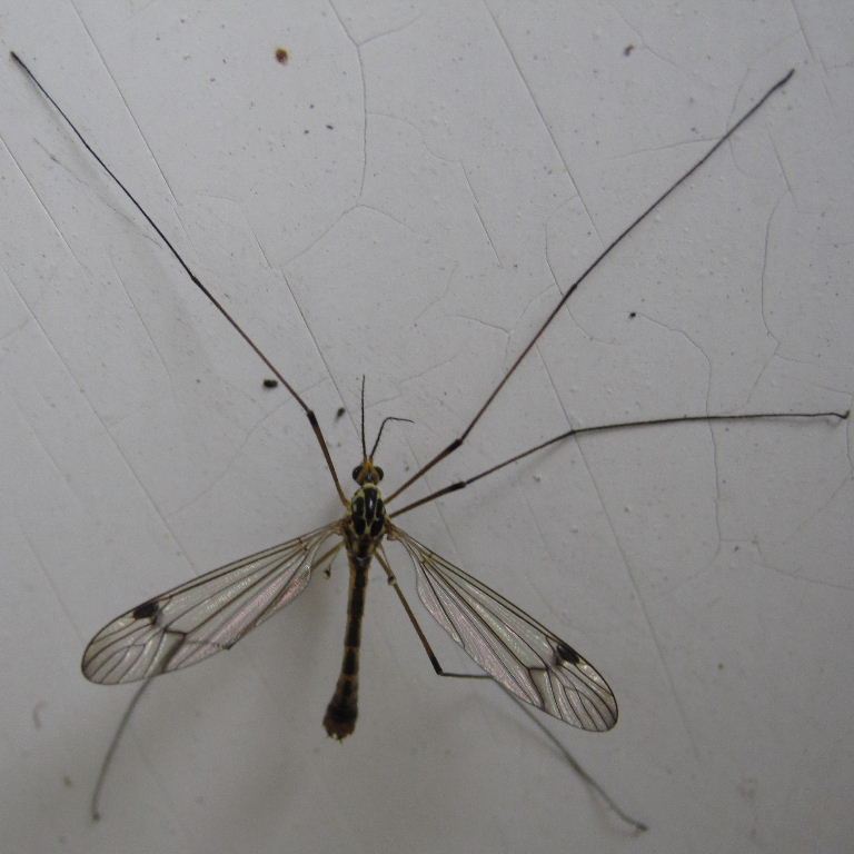 Fourspot Tiger Cranefly