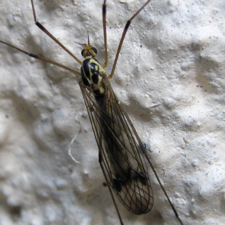 Fourspot Tiger Cranefly