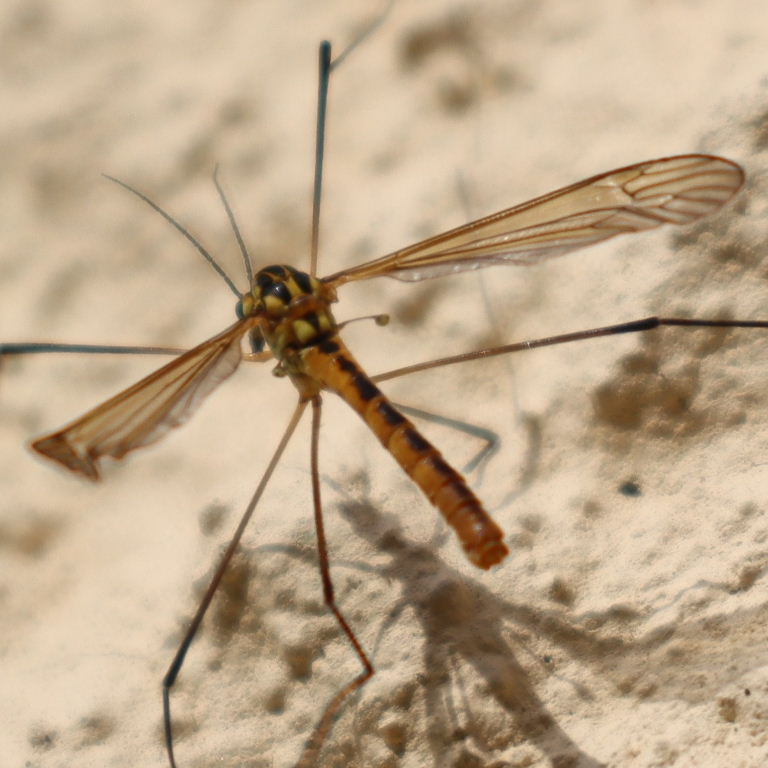 Nephrotoma Cranefly Tiger
