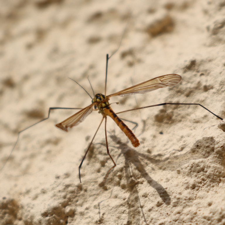 Nephrotoma Cranefly Tiger