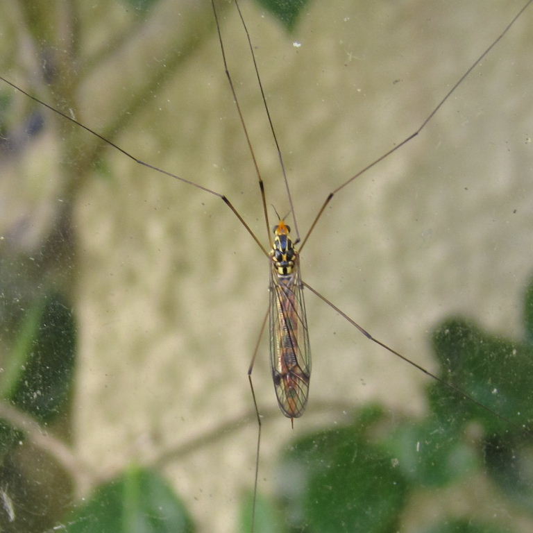 Tiger Cranefly flavipalpis