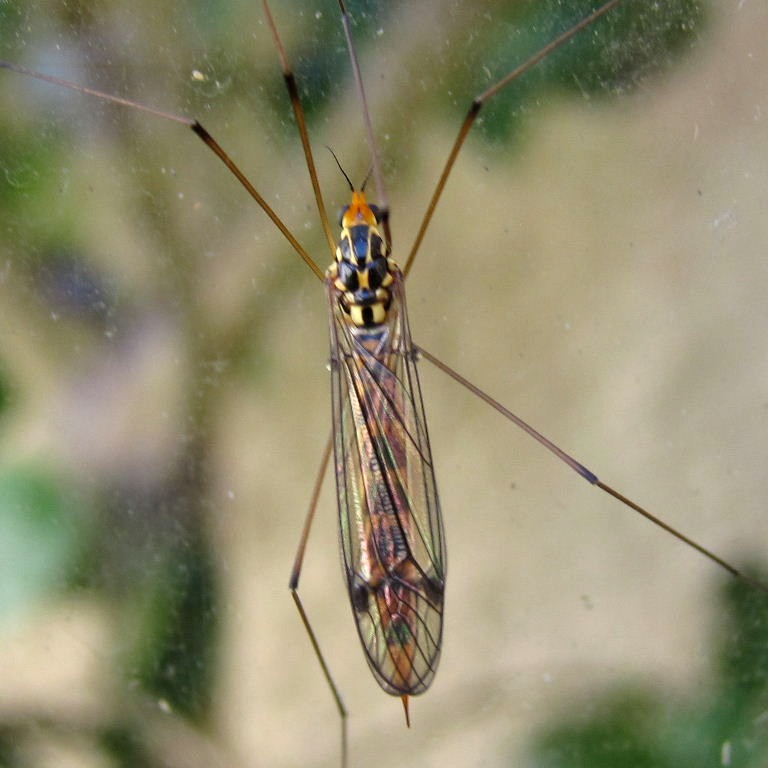 Tiger Cranefly flavipalpis