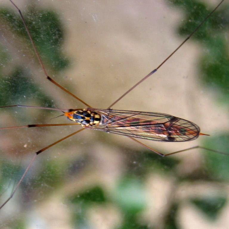 Tiger Cranefly flavipalpis