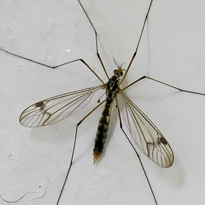 Nephrotoma Cranefly Tiger