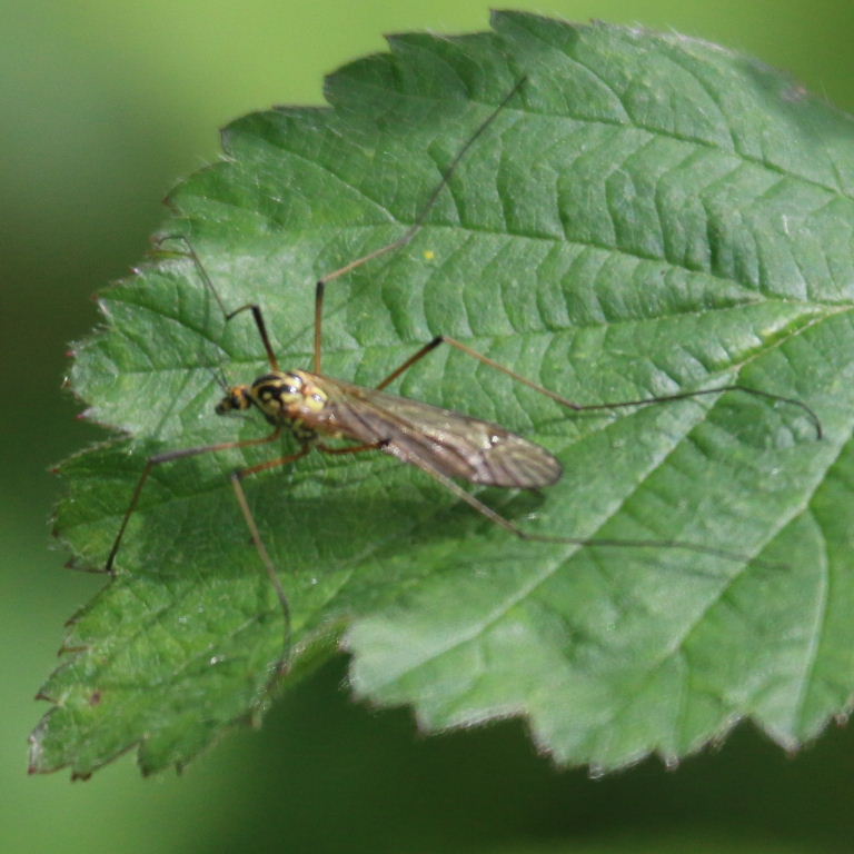 Nephrotoma Cranefly Tiger