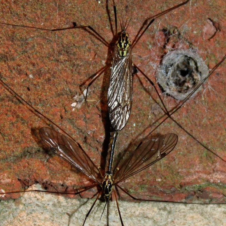 Spotted (Tiger) Cranefly