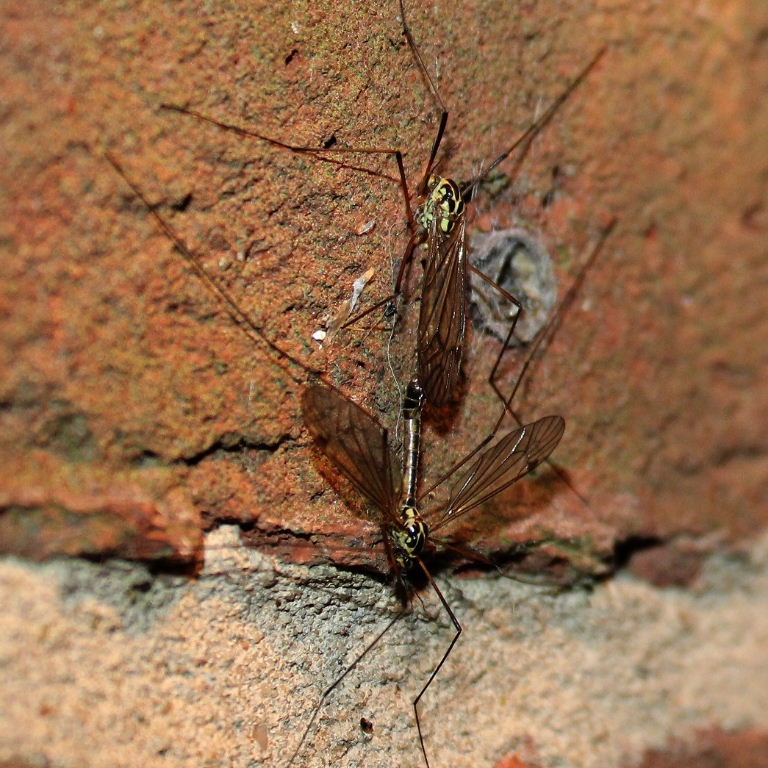 Spotted (Tiger) Cranefly