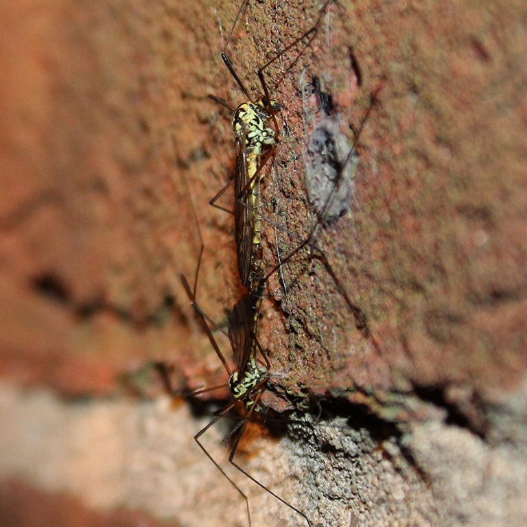 Spotted (Tiger) Cranefly
