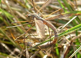 Tipula paludosa cranefly