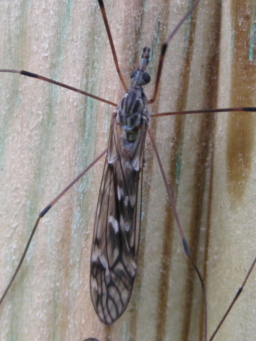 Tipula confusa cranefly