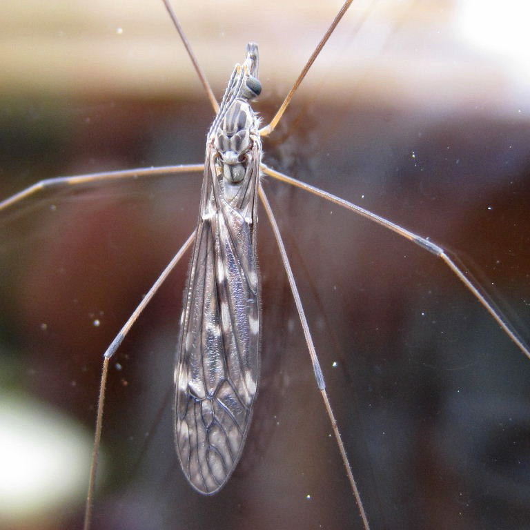 Tipula confusa cranefly