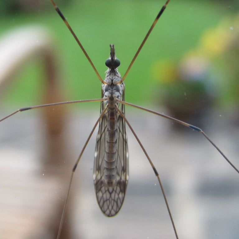 Tipula confusa cranefly