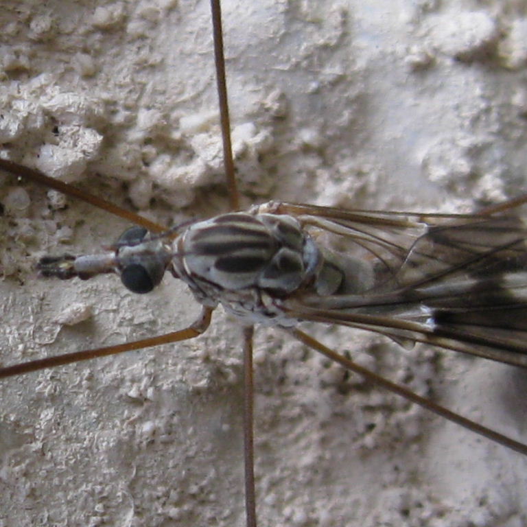 Tipula confusa cranefly