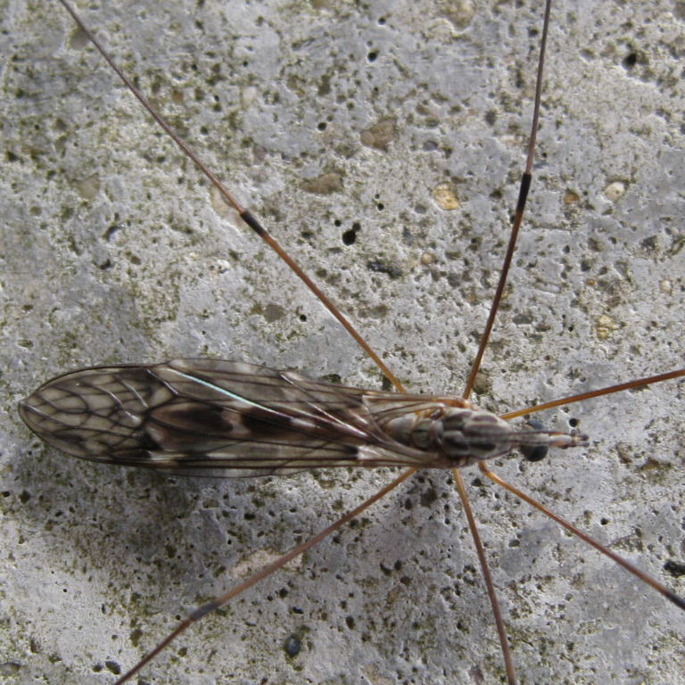 Tipula confusa cranefly