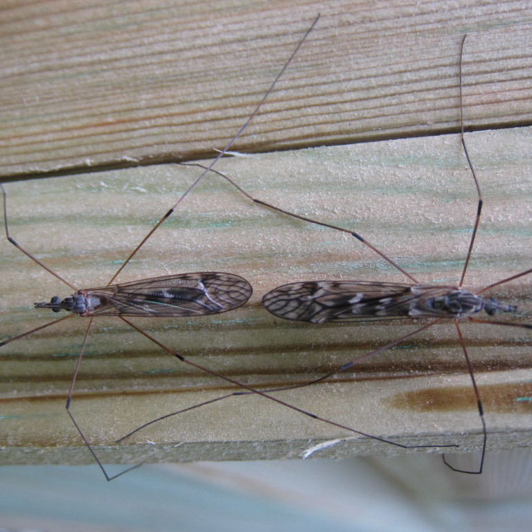 Tipula confusa craneflies