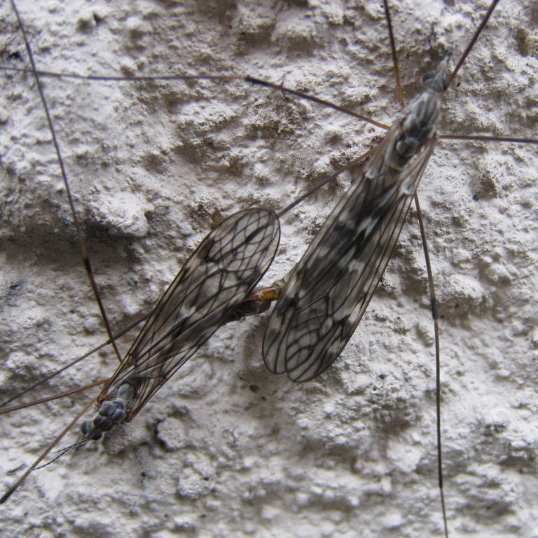 Tipula confusa craneflies coupled