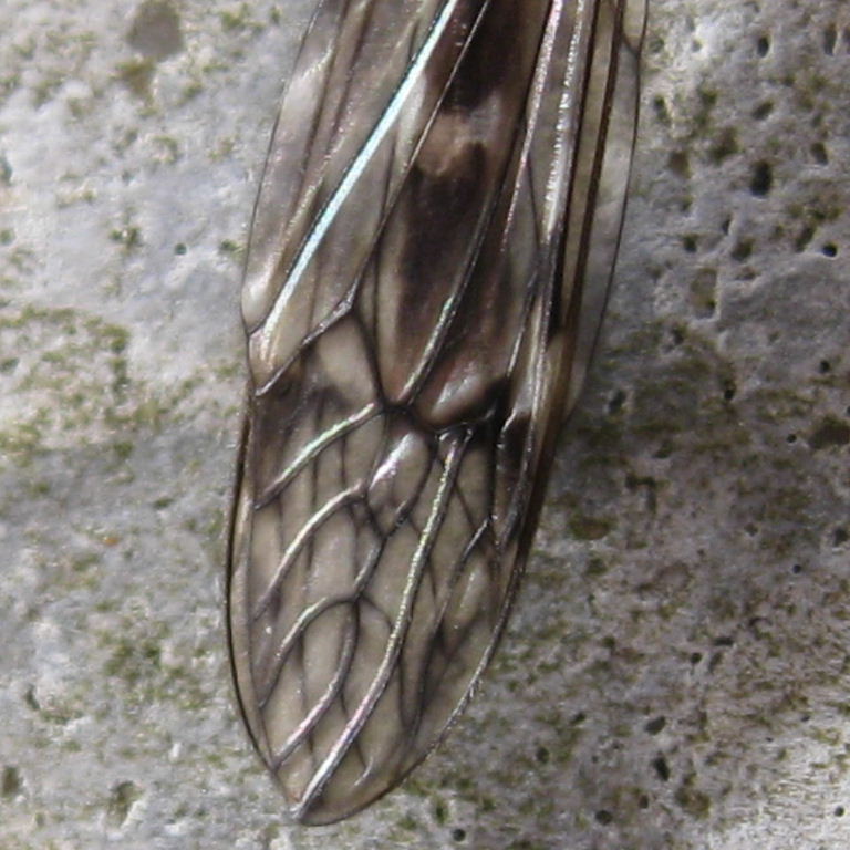 Tipula confusa cranefly