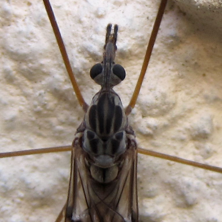 Tipula confusa cranefly