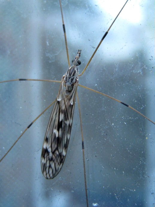 Tipula confusa cranefly