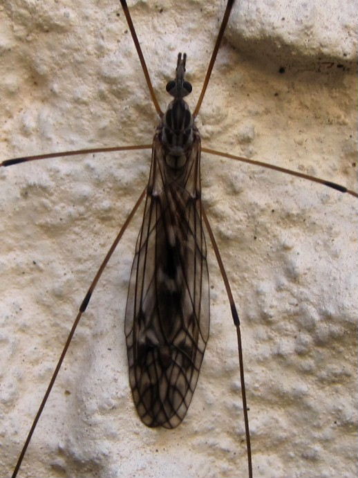 Tipula confusa cranefly