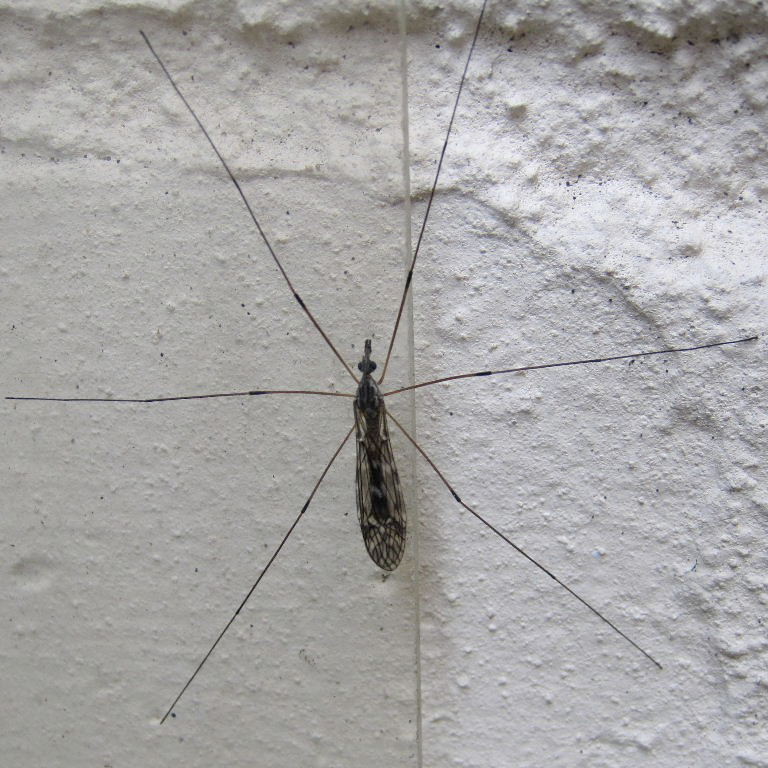 Tipula confusa cranefly