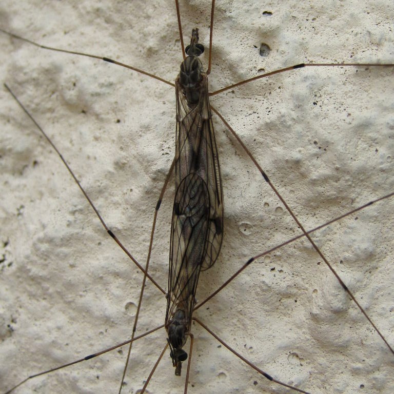 Tipula confusa craneflies coupled