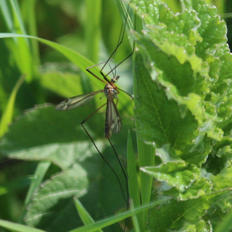 Tipula ventralis cranefly
