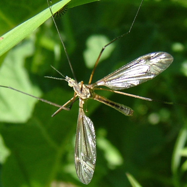 Tipula ventralis cranefly