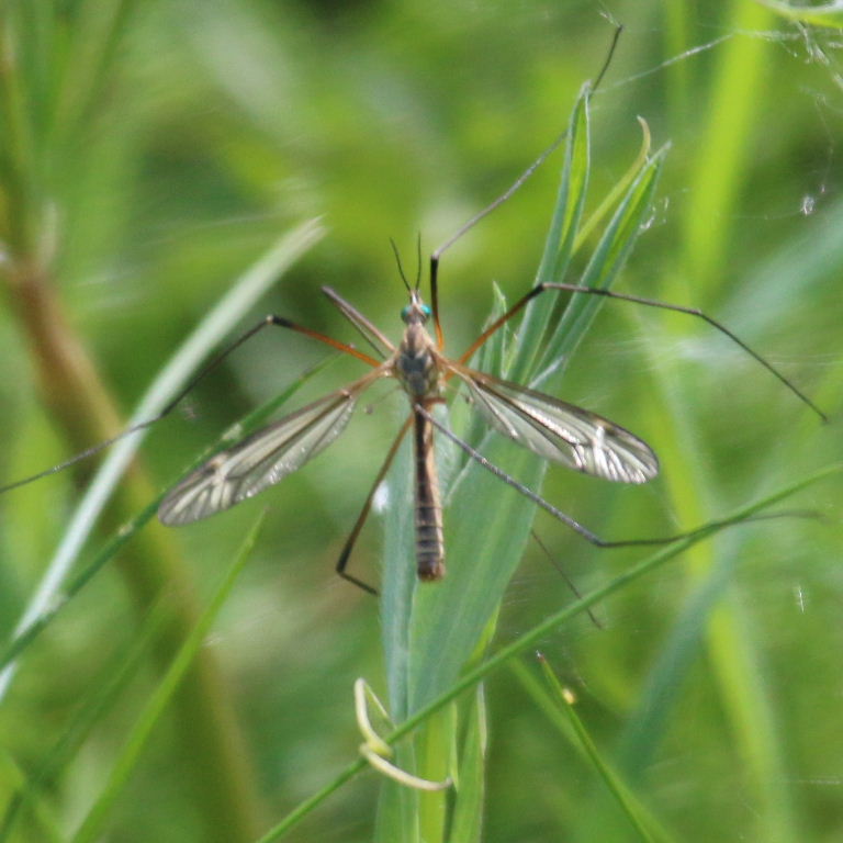 Tipula ventralis cranefly