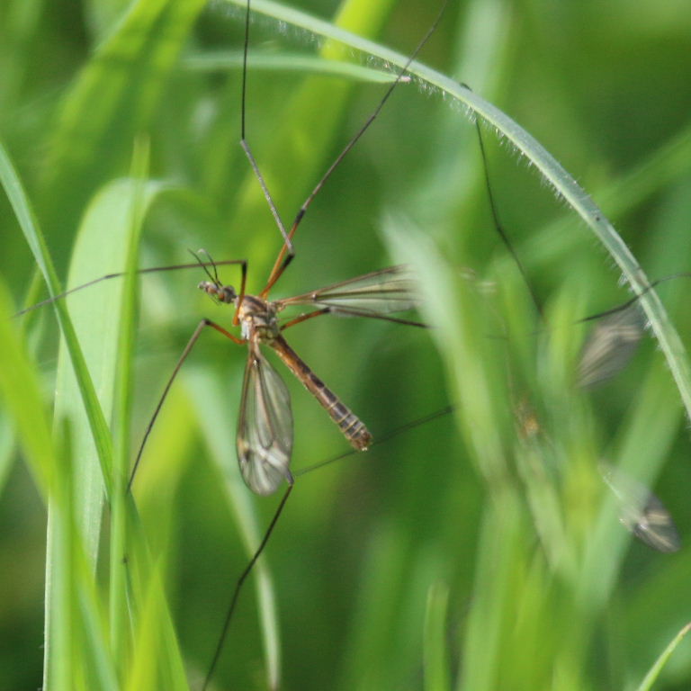 Tipula ventralis cranefly