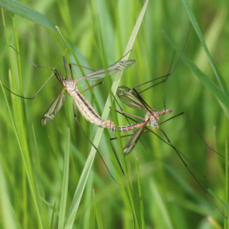 Tipula ventralis cranefly