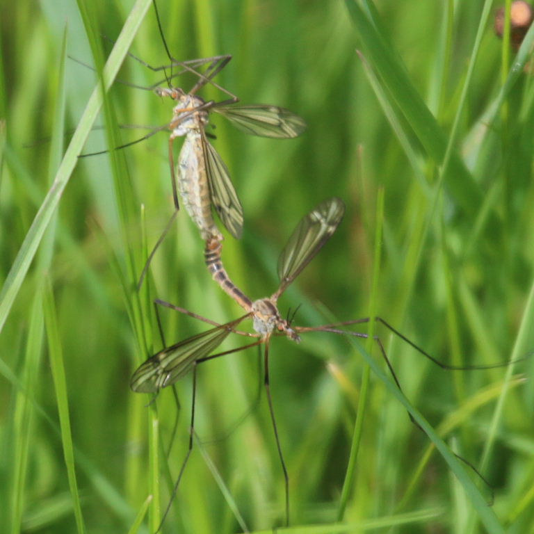 Tipula ventralis cranefly