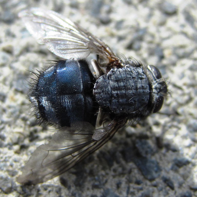 Bluebottle Fly