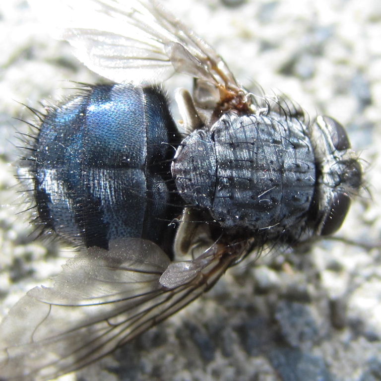 Bluebottle Fly
