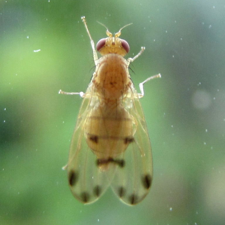 Meiosimyza decempunctata