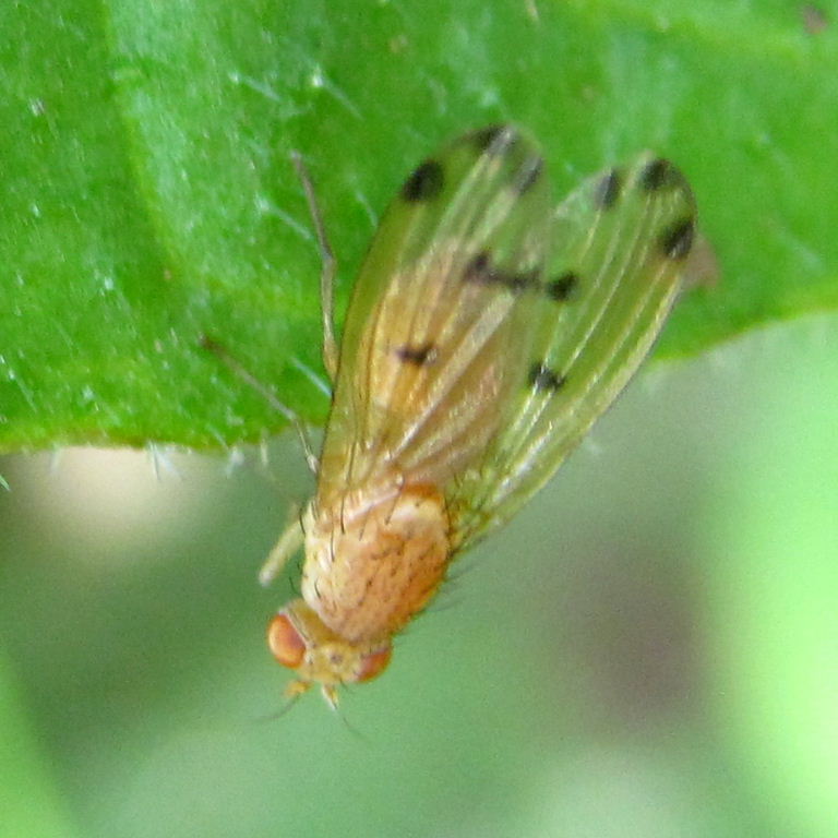 Meiosimyza decempunctata