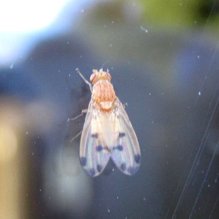 Meiosimyza decempunctata