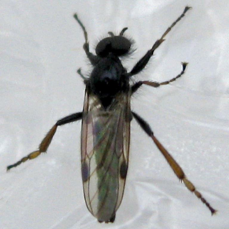 Fever Fly male