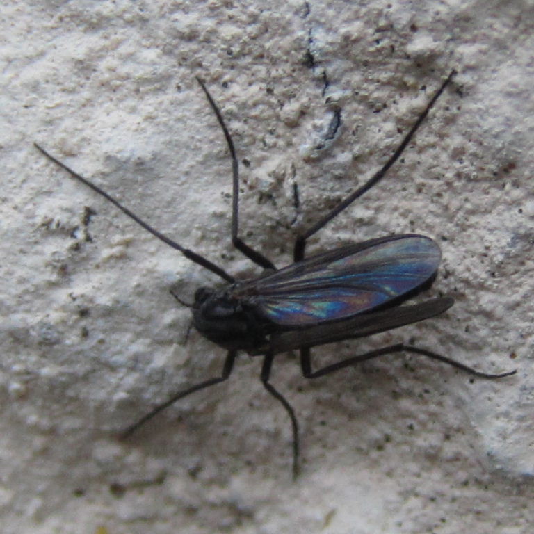 St Mark's Fly female