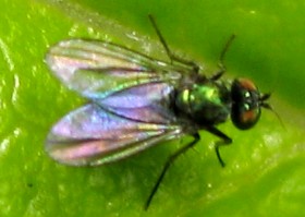 Green fly