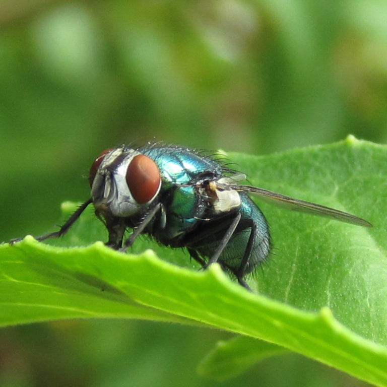 Greenbottle Fly