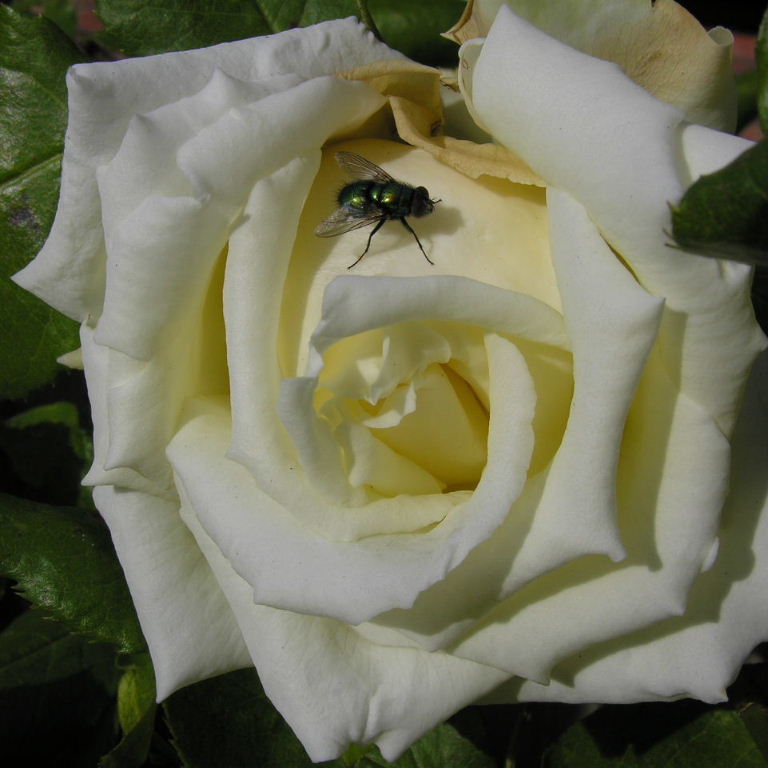 Rose with Green Fly
