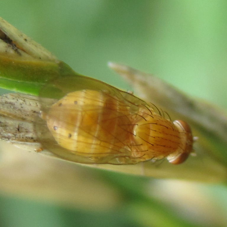 Sapromyza quadripunctata