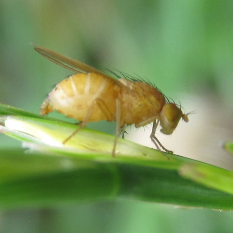 Sapromyza quadripunctata